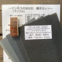 マンモス牙化石【Aランク】 磨きセット 