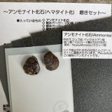 【アンモナイト化石/ヘマタイト化】(2個入)