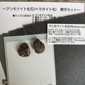 画像1: 【アンモナイト化石/ヘマタイト化】(2個入) (1)