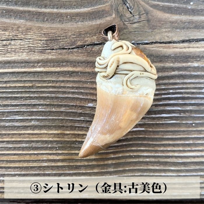 モササウルスの歯の化石 - 美術、工芸品